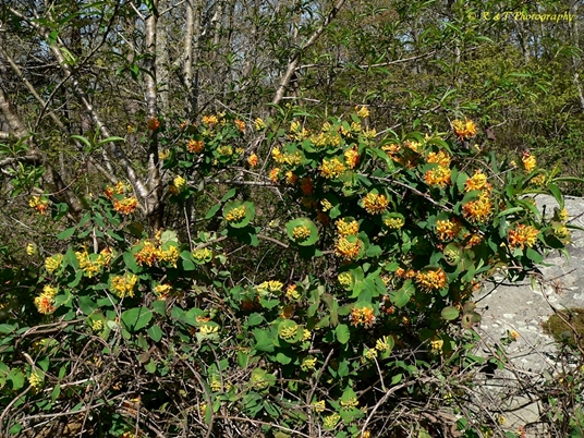 {Lonicera flava}